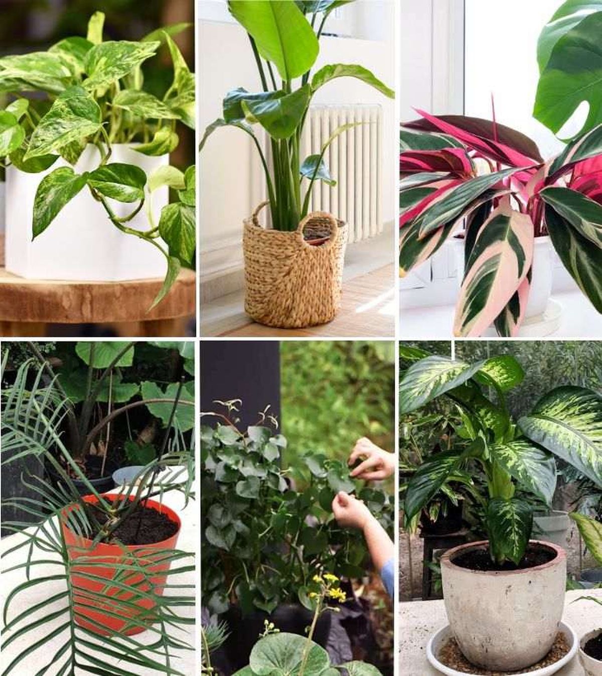 plantas tropicales de interior