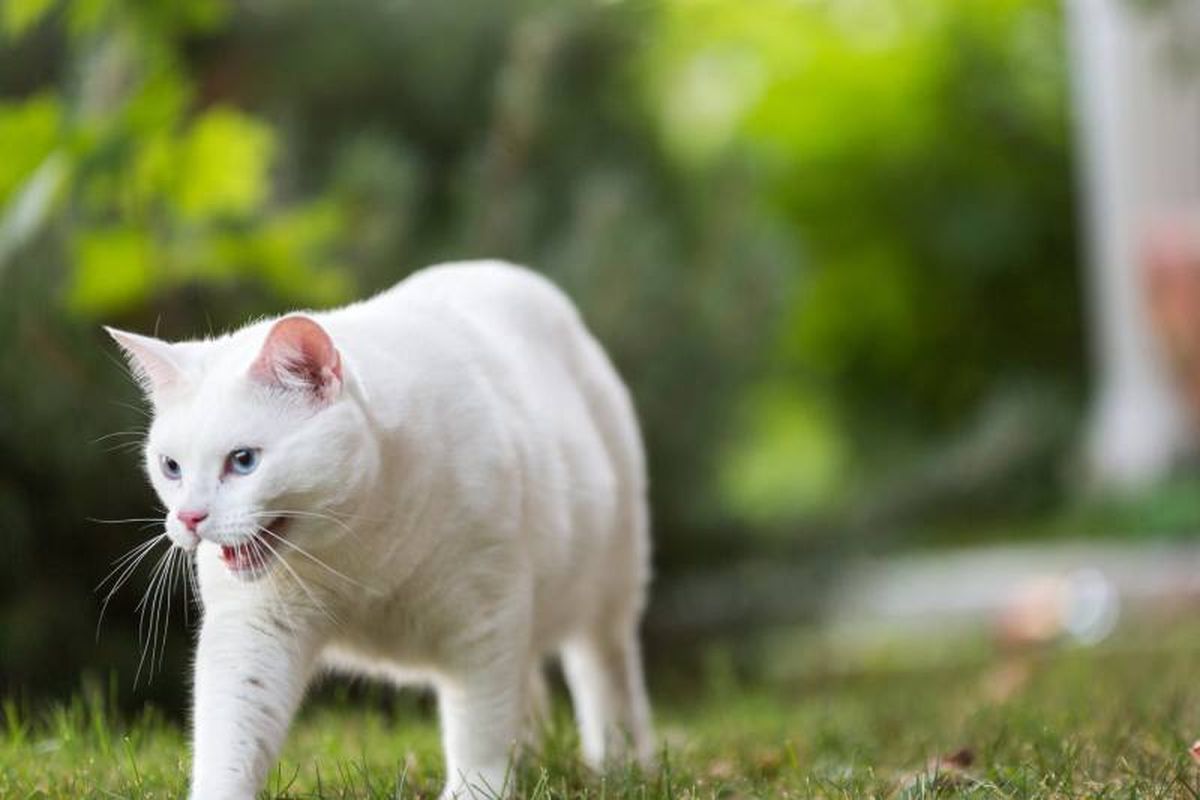 Es un gato activo, juguetón y curioso, aunque también le gusta mucho la tranquilidad.