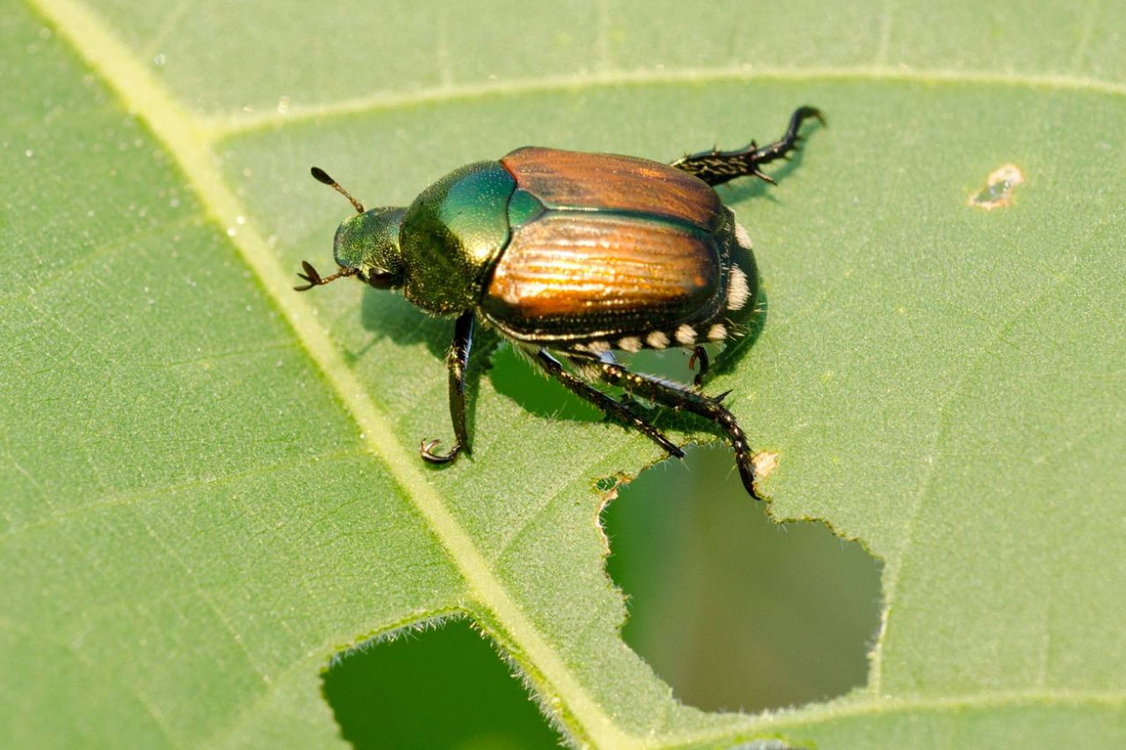 Escarabajo japonés (Popillia japonica)