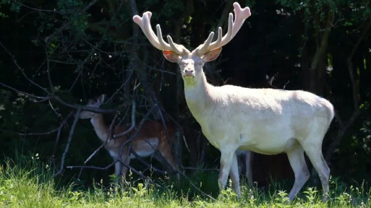 animales albinos ciervo