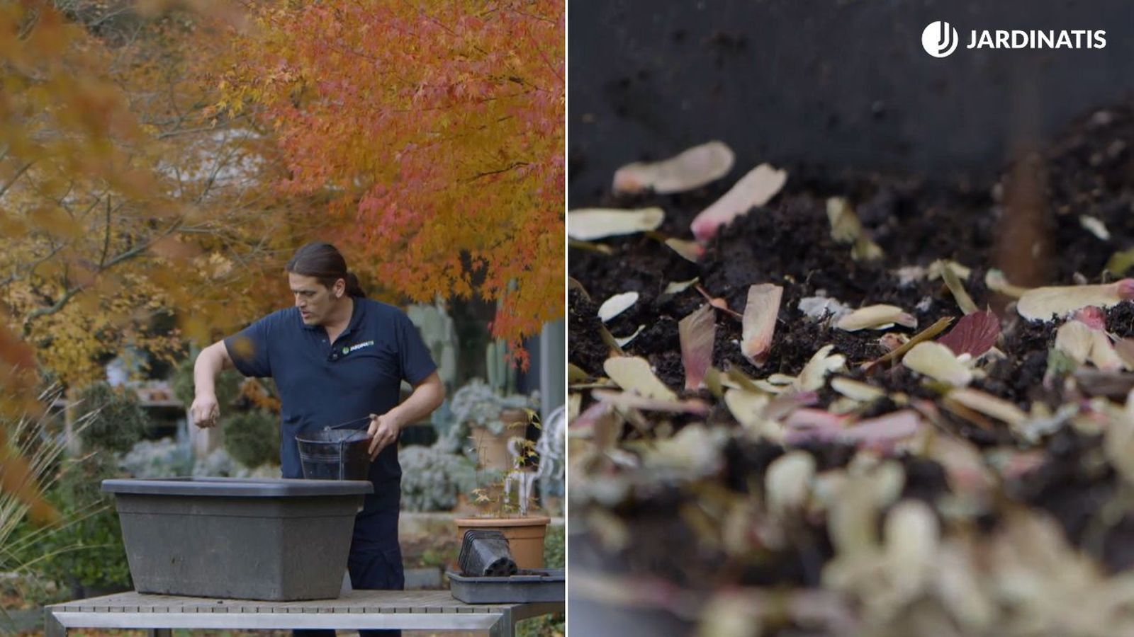 como sembrar arces japoneses brico 1014