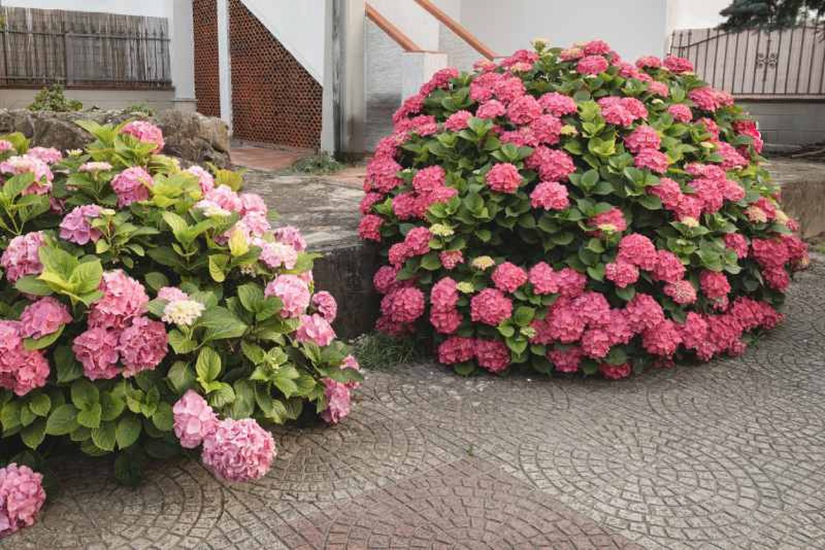 Hortensias de flores rosas