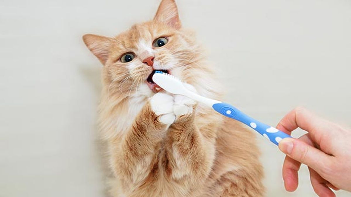 gato se lava los dientes