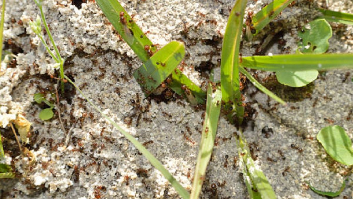 Busca señales de que hay una infestación de hormigas