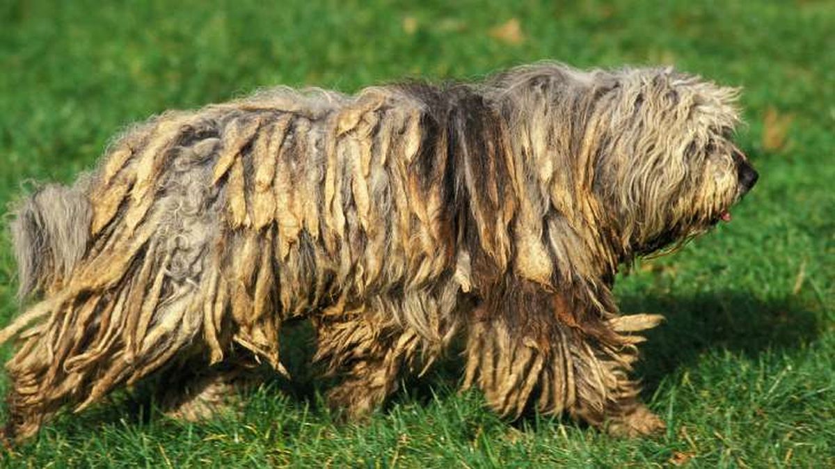 perro pastor de bergamo 7