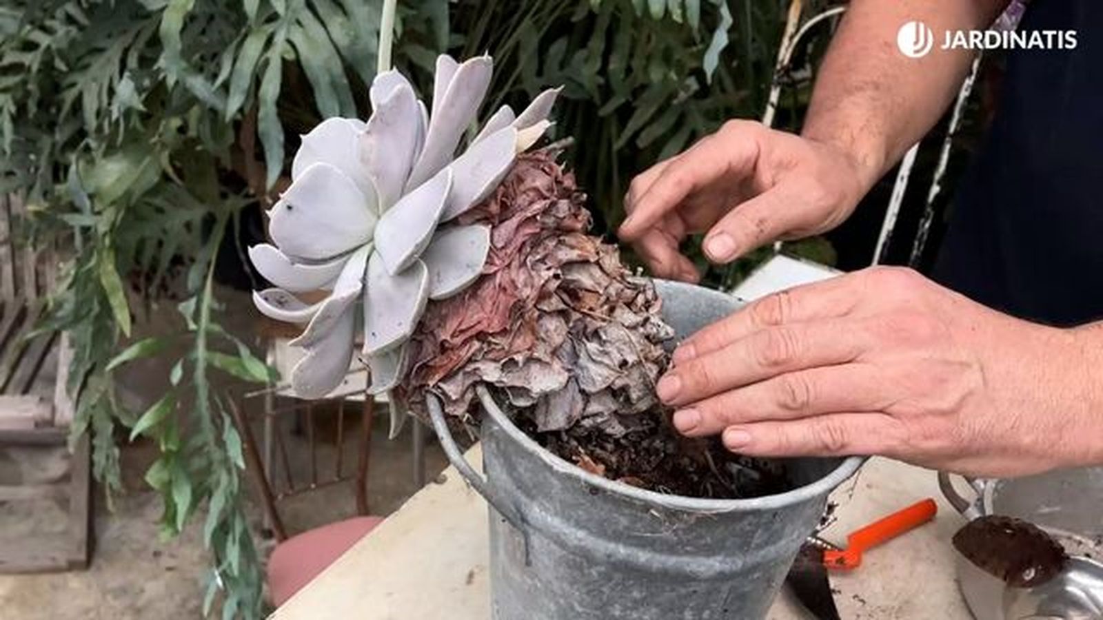 Hojas secas adheridas al tallo de la echeveria Hojas secas adheridas al tallo de la echeveria