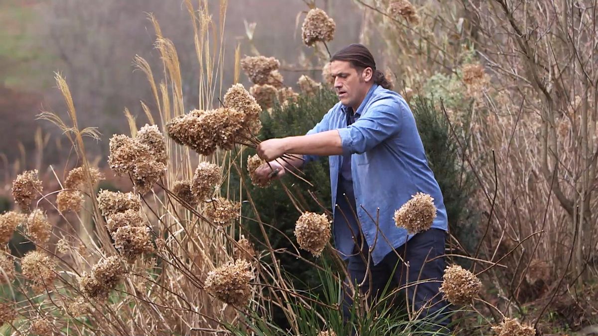 982 poda hortensias sol tallo mayor