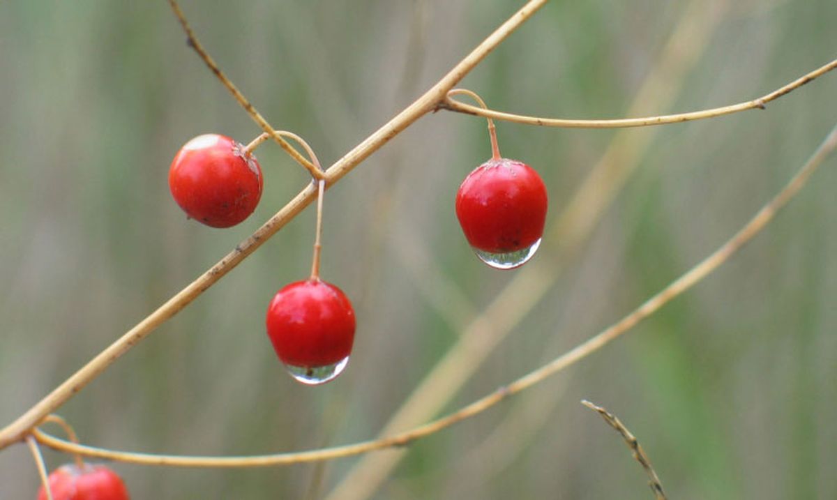 Cómo cultivar la esparraguera   semillas