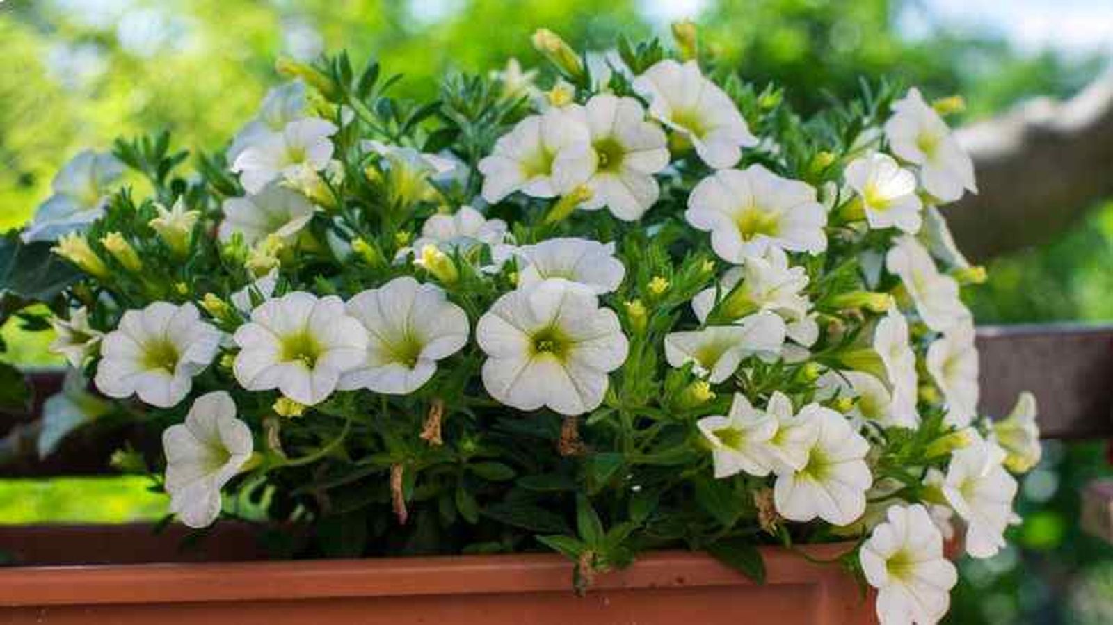cultivo de calibrachoa en jardinera cultivo de calibrachoa en jardinera