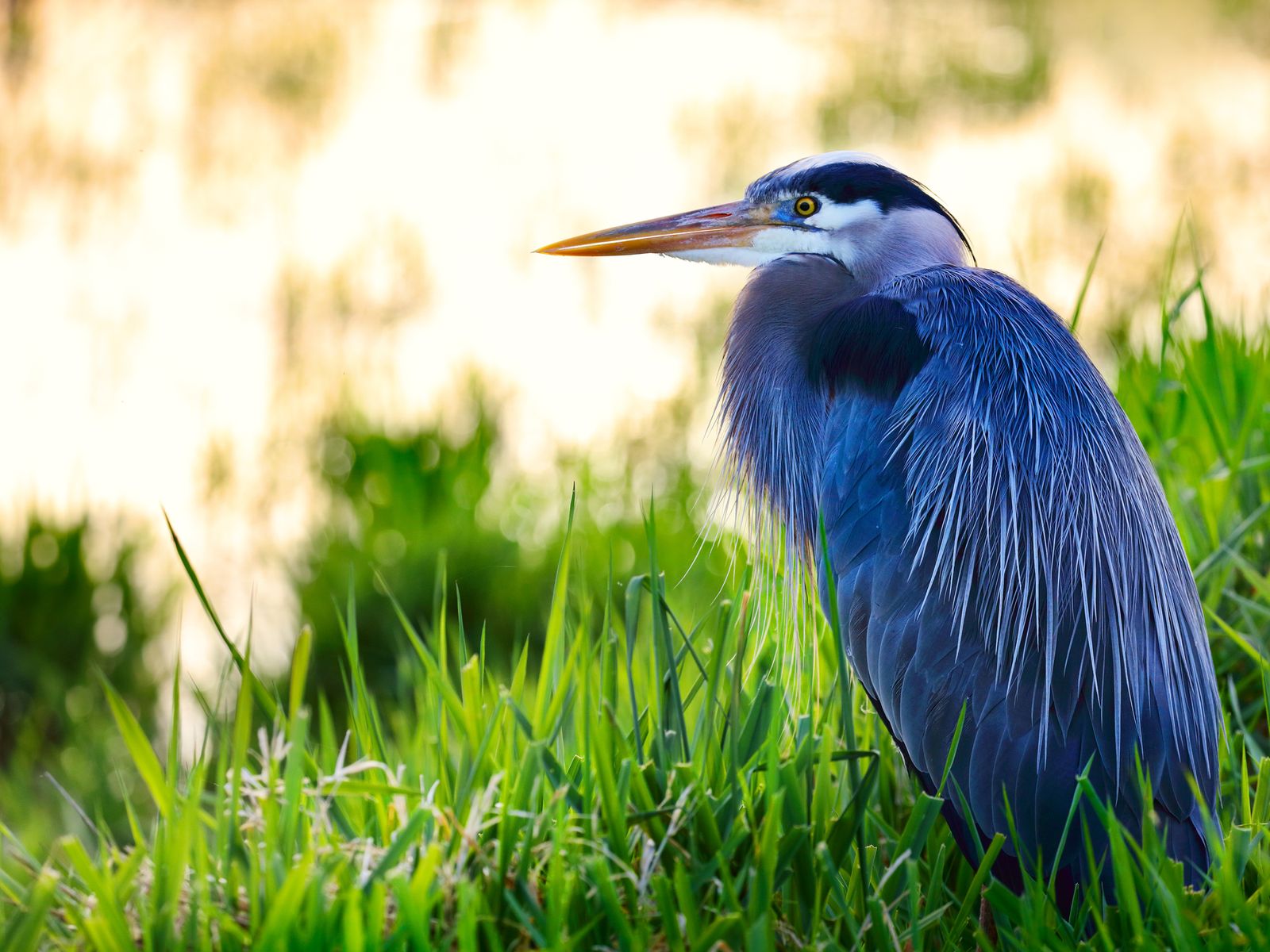 Ardea herodias plumas Ardea herodias plumas