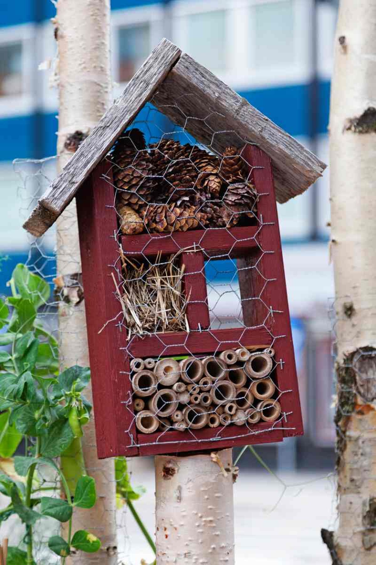 Las casas para mariposas son un lugar seguro donde puedan refugiarse, descansar e hibernar.