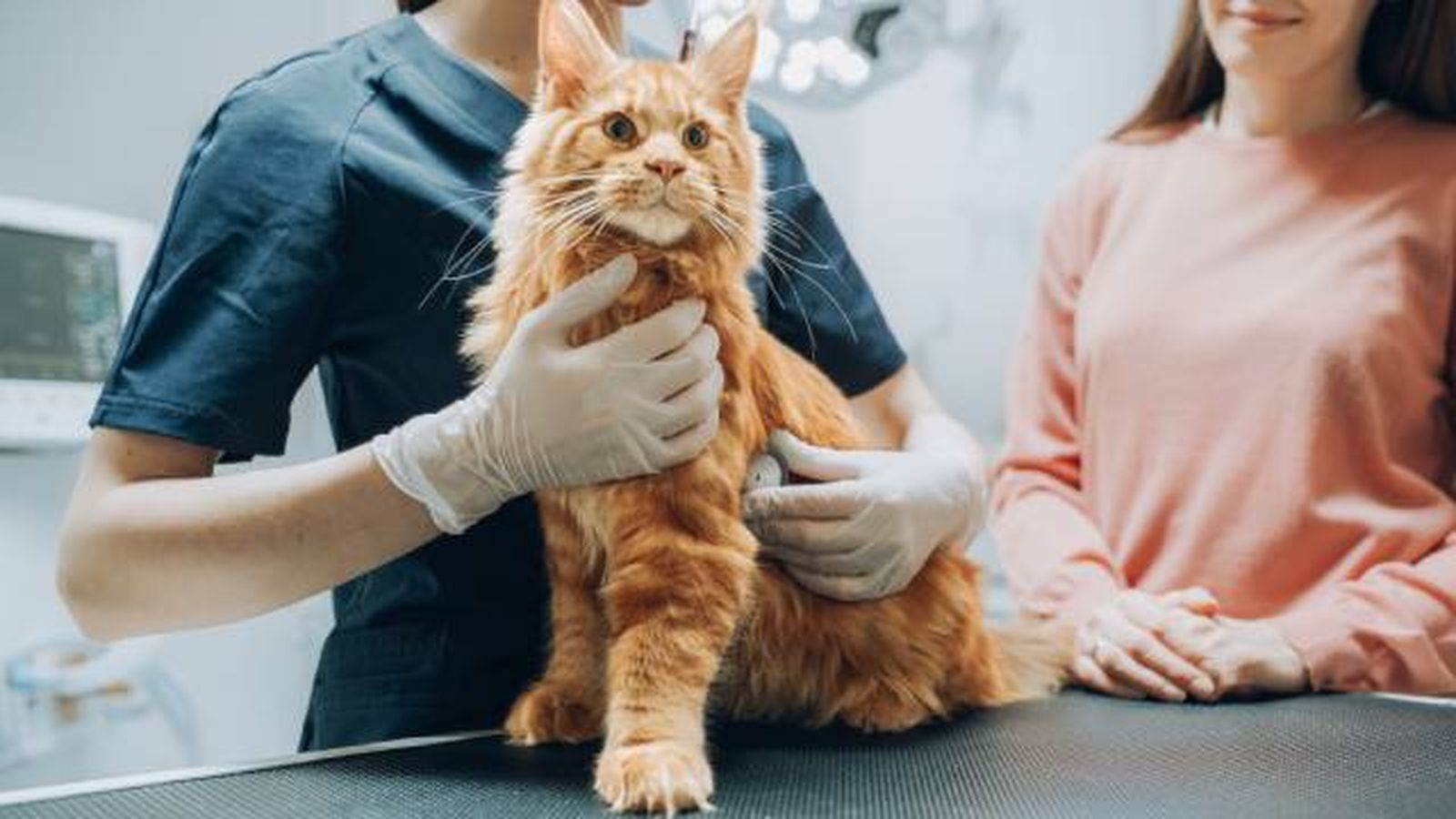 consejos para evitar estres gato en visitas veterinario consejos para evitar estres gato en visitas veterinario