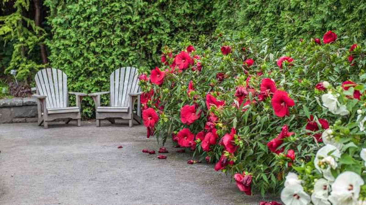 Hibisco de flor fucsia