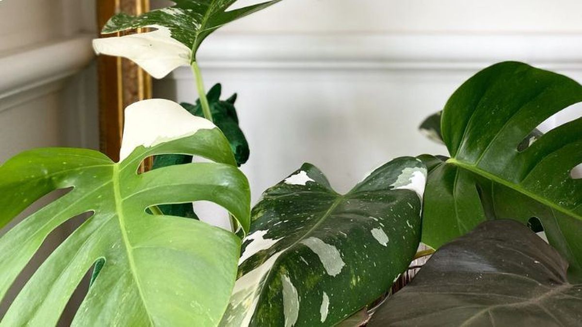 luz monstera deliciosa variagata