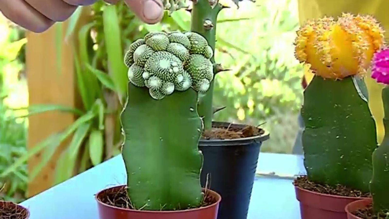 brico 681 plantas pequenas vestir la mesa cactus injertado brico 681 plantas pequenas vestir la mesa cactus injertado