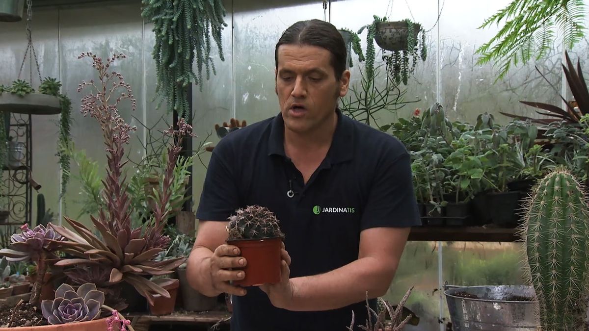 deco 766 jardin plantas crasas marrones Echinocactus