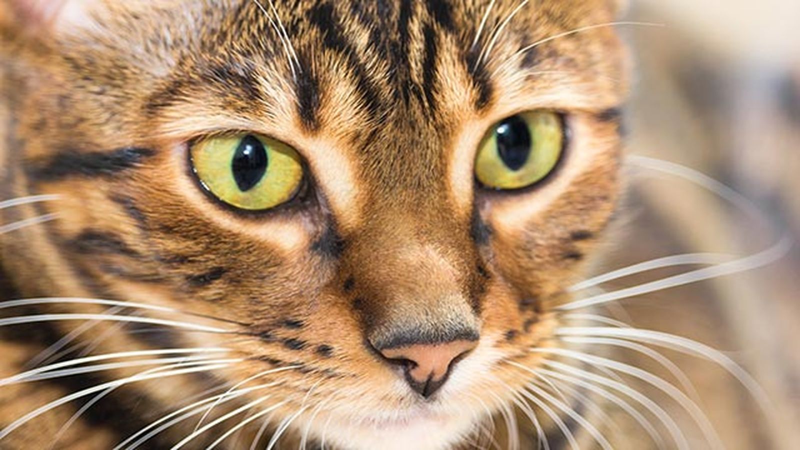 toyger de cerca toyger de cerca