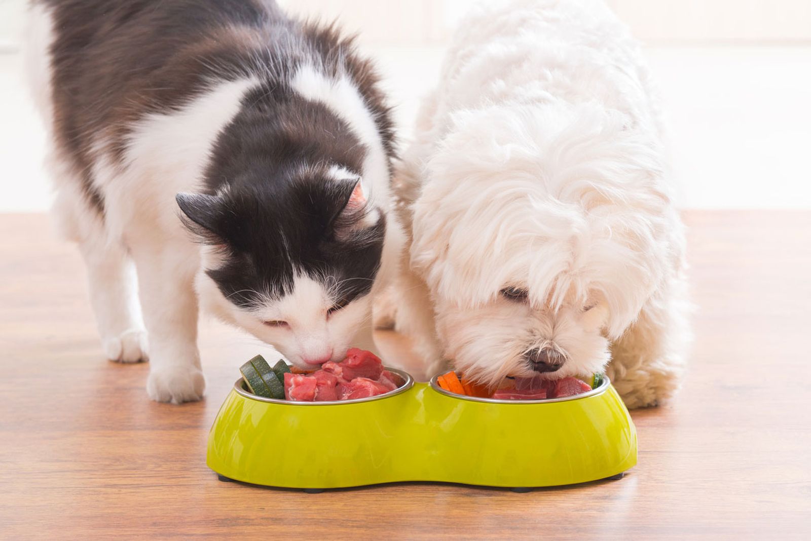 alimentacion vegana gatos perros alimentacion vegana gatos perros