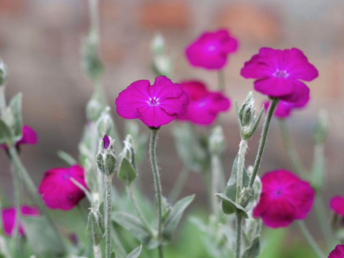 Lychnis coronaria.