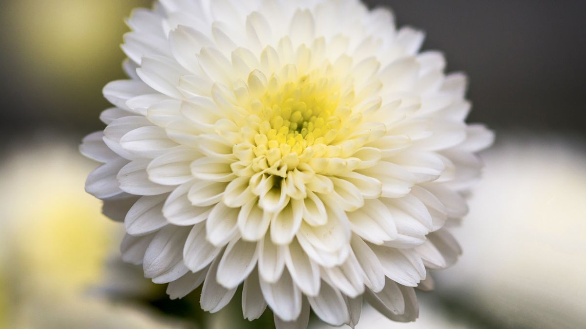 regalar crisantemo blanco xl