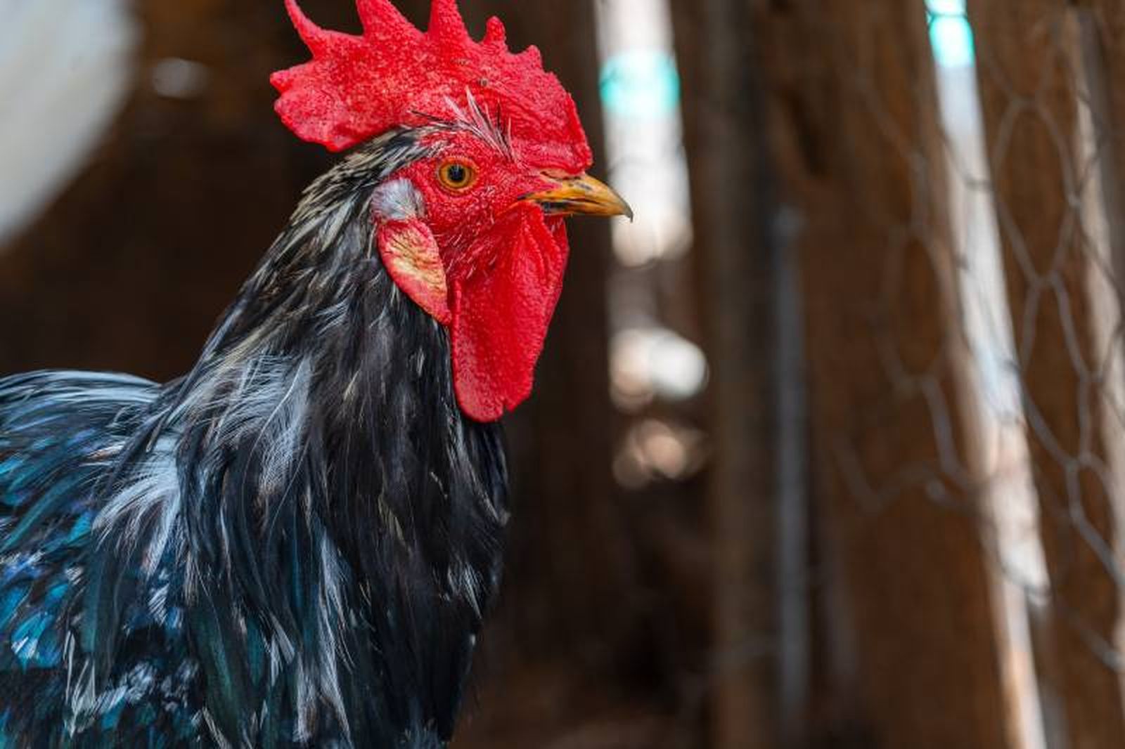 De media, un gallo vive entre 5 y 10 años. De media, un gallo vive entre 5 y 10 años.