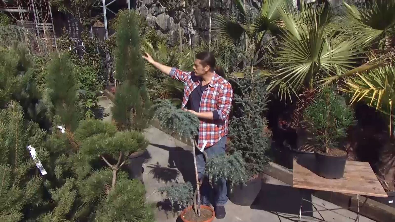 deco 689 variedades coniferas poco convencionales xl