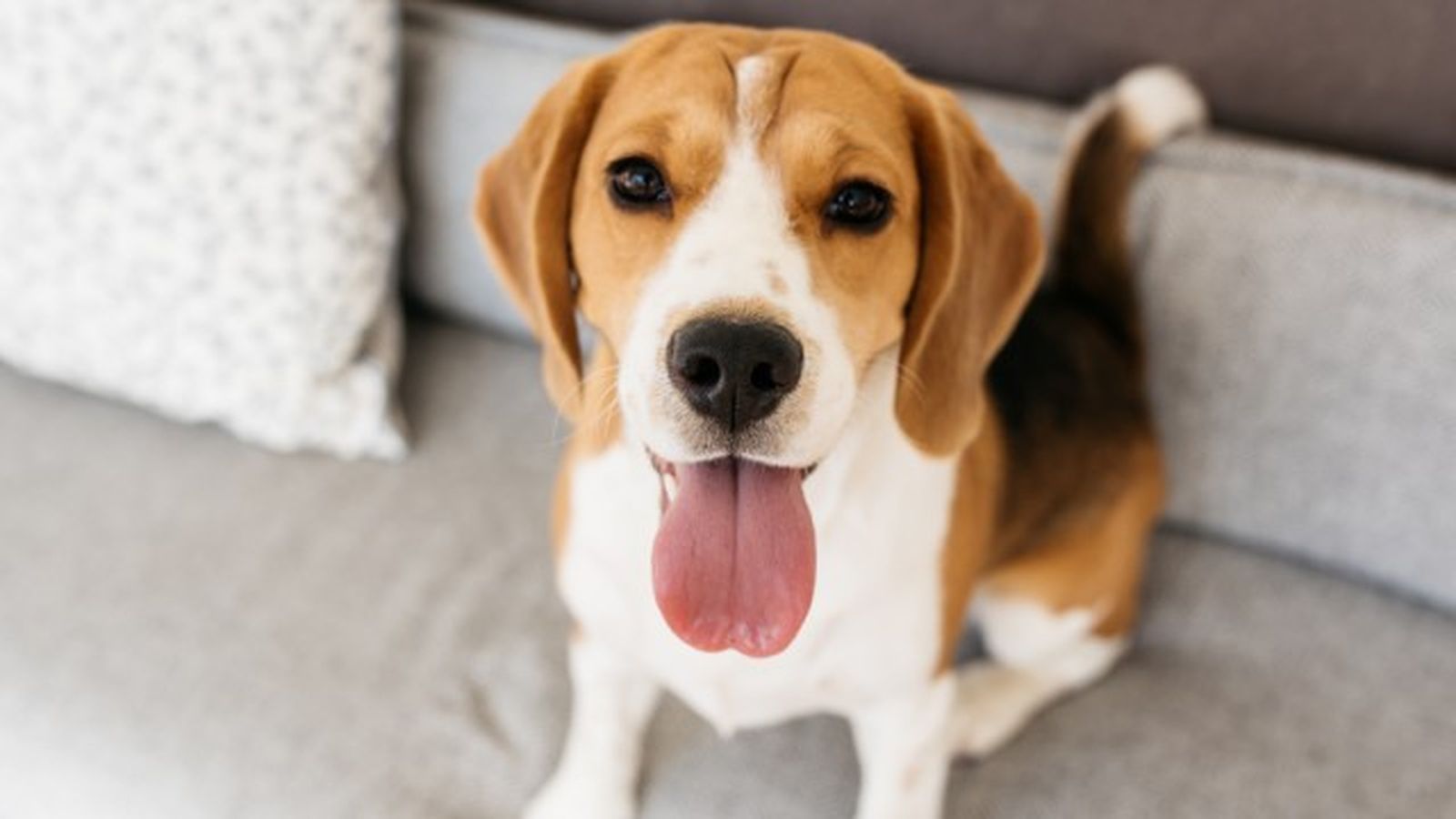 beagle 3 beagle 3