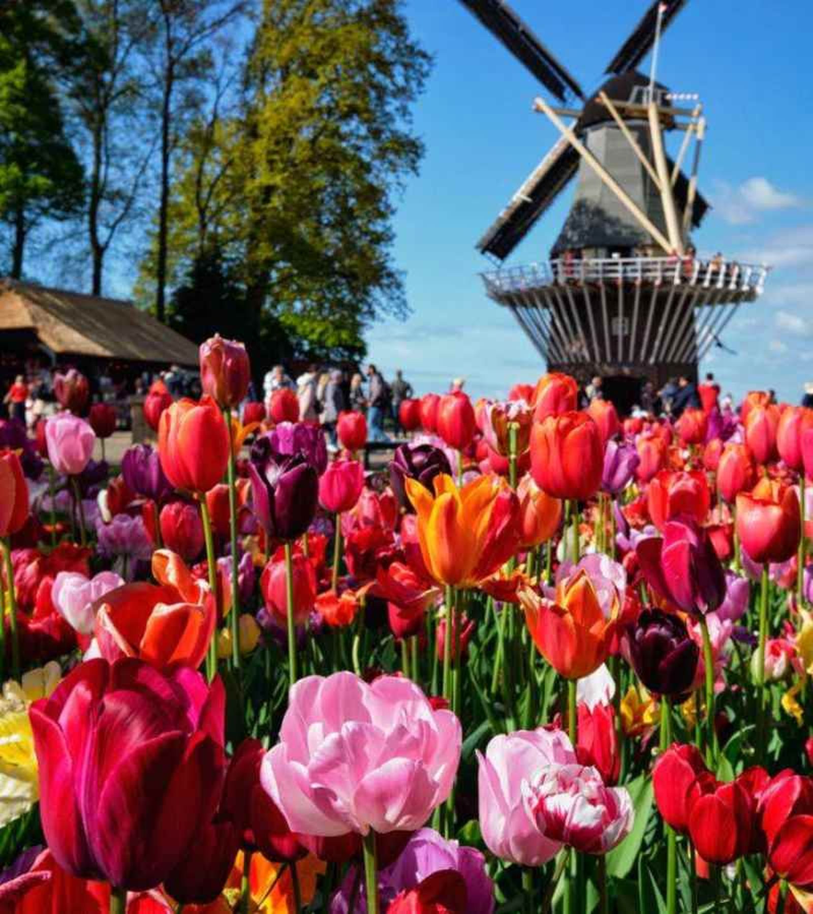 Jardines de Keukenhof. Jardines de Keukenhof.