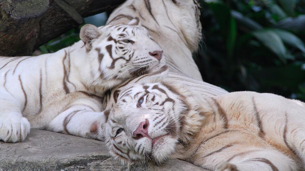 curiosidades tigre 3