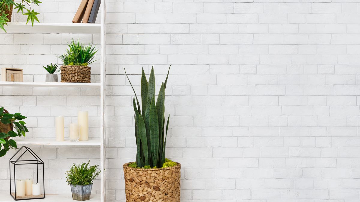 Distribuye las plantas en diferentes alturas