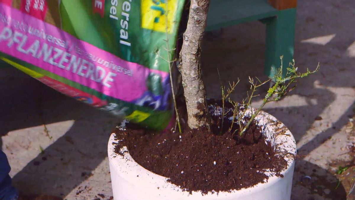 brico 0910 3 sanear olivo paso 5