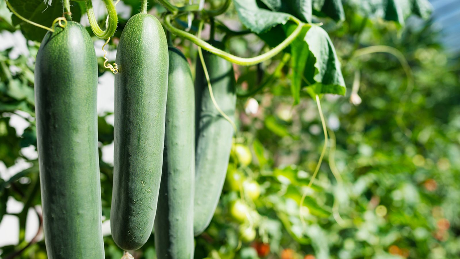 cultivo del pepino cultivo del pepino