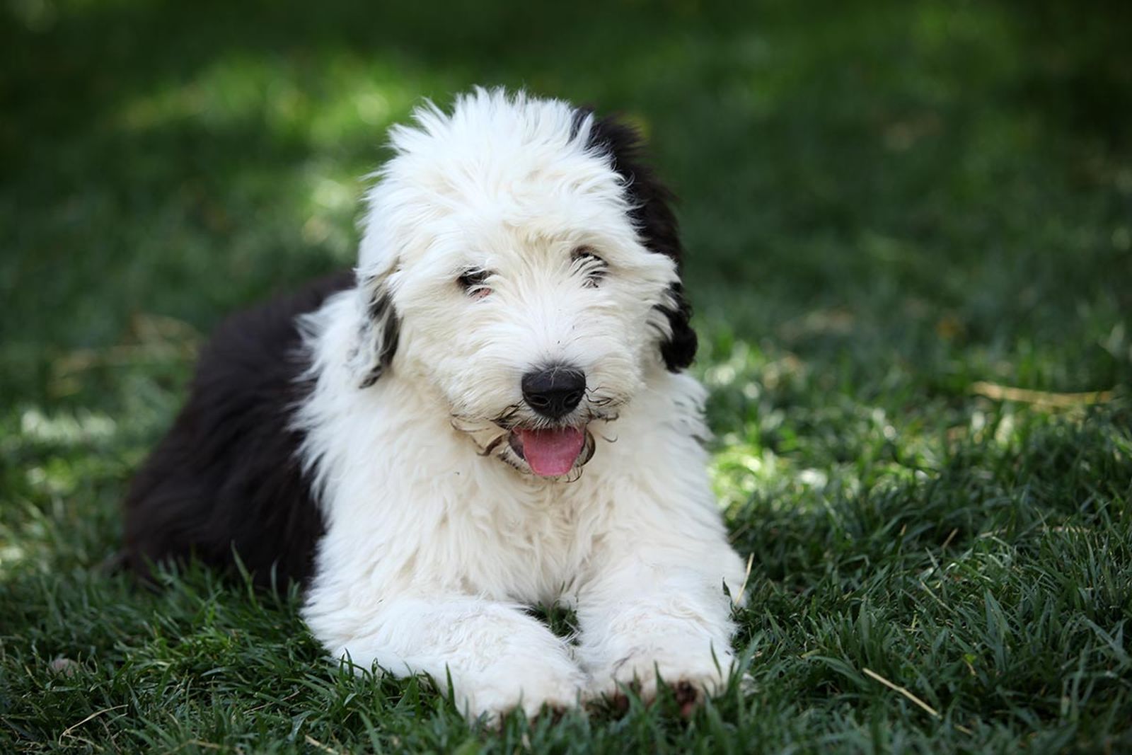 mascotas perros raza bobtail 3 mascotas perros raza bobtail 3