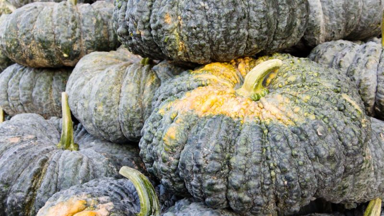 Calabaza italiana Calabaza italiana