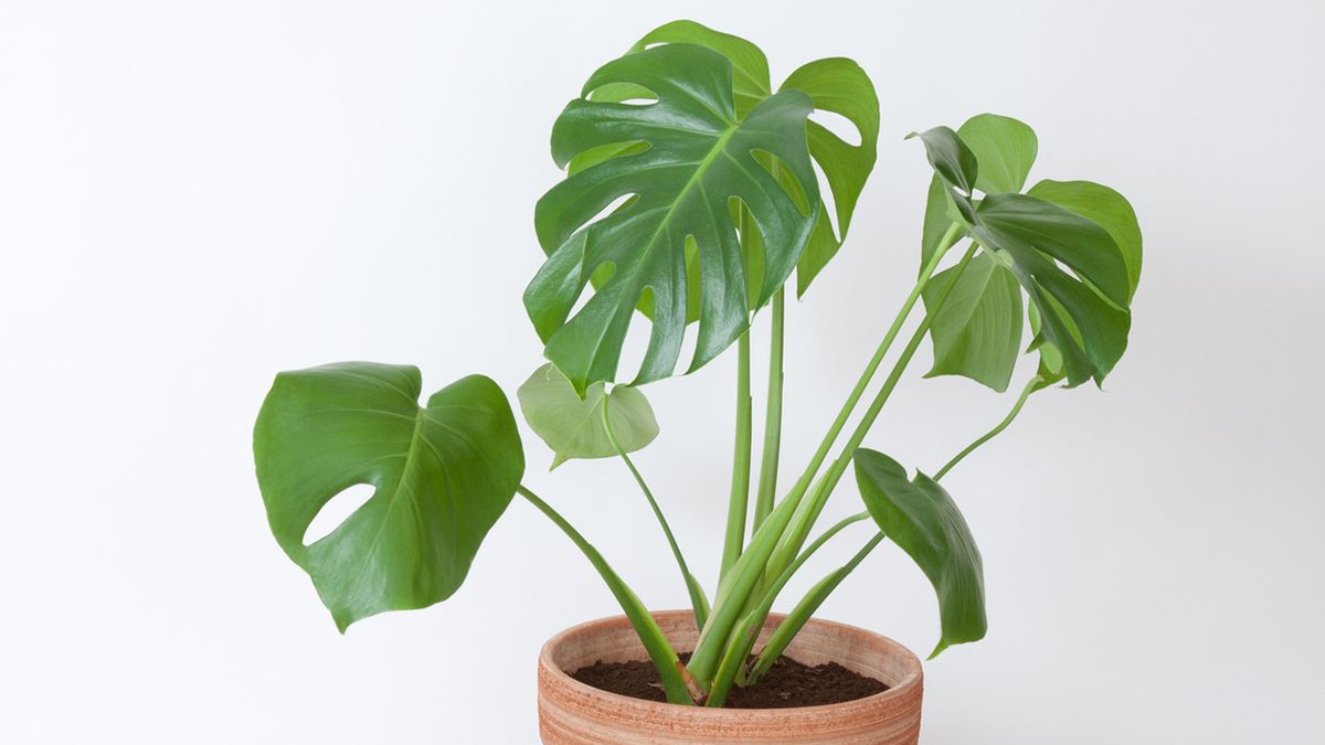 monstera deliciosa