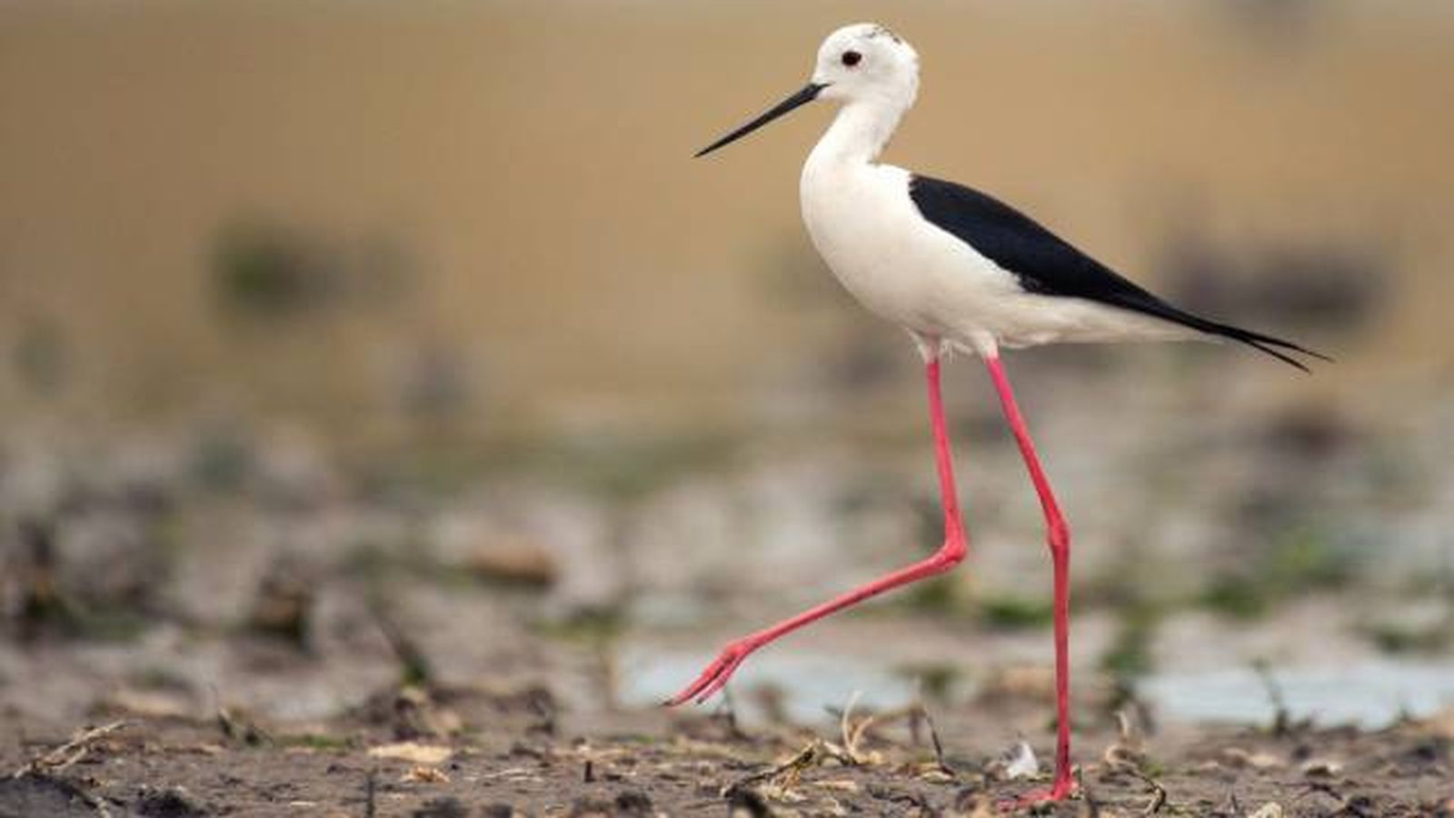 aves playeras ciguenelas himantopus aves playeras ciguenelas himantopus