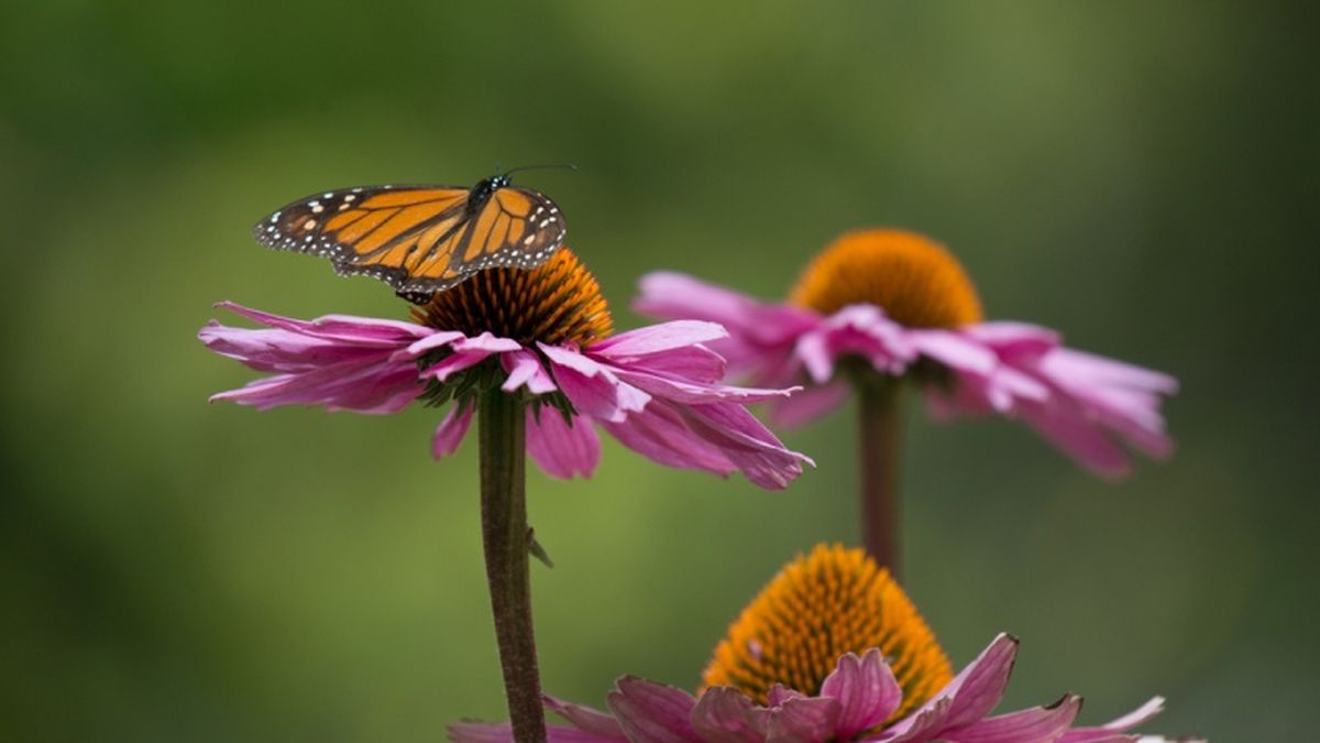 Echinacea purpurea.