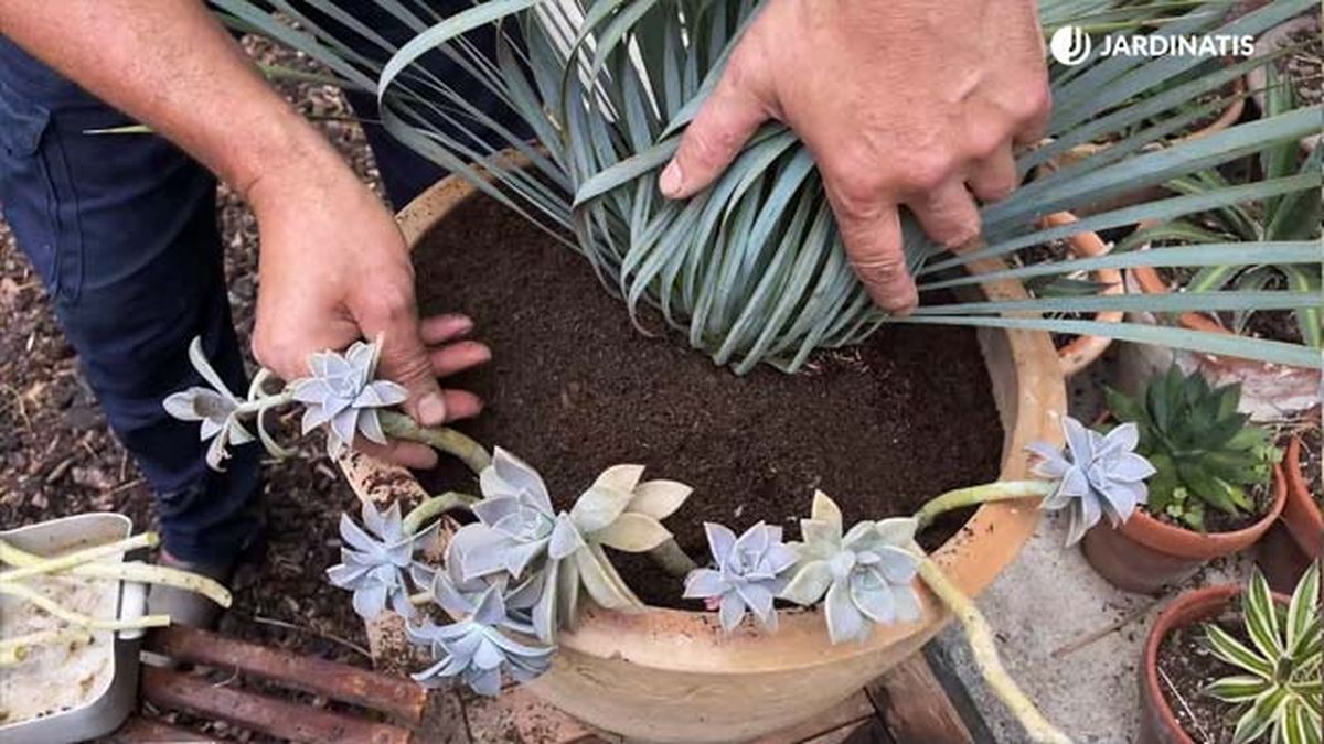plantar esquejes graptopetalum paraguayense jardinatis 22 19