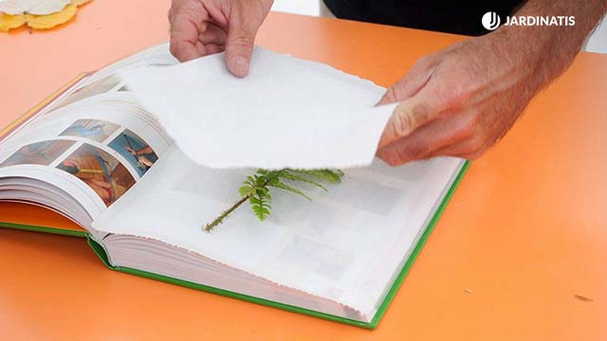 prensa para hojas secas p1 bricomania