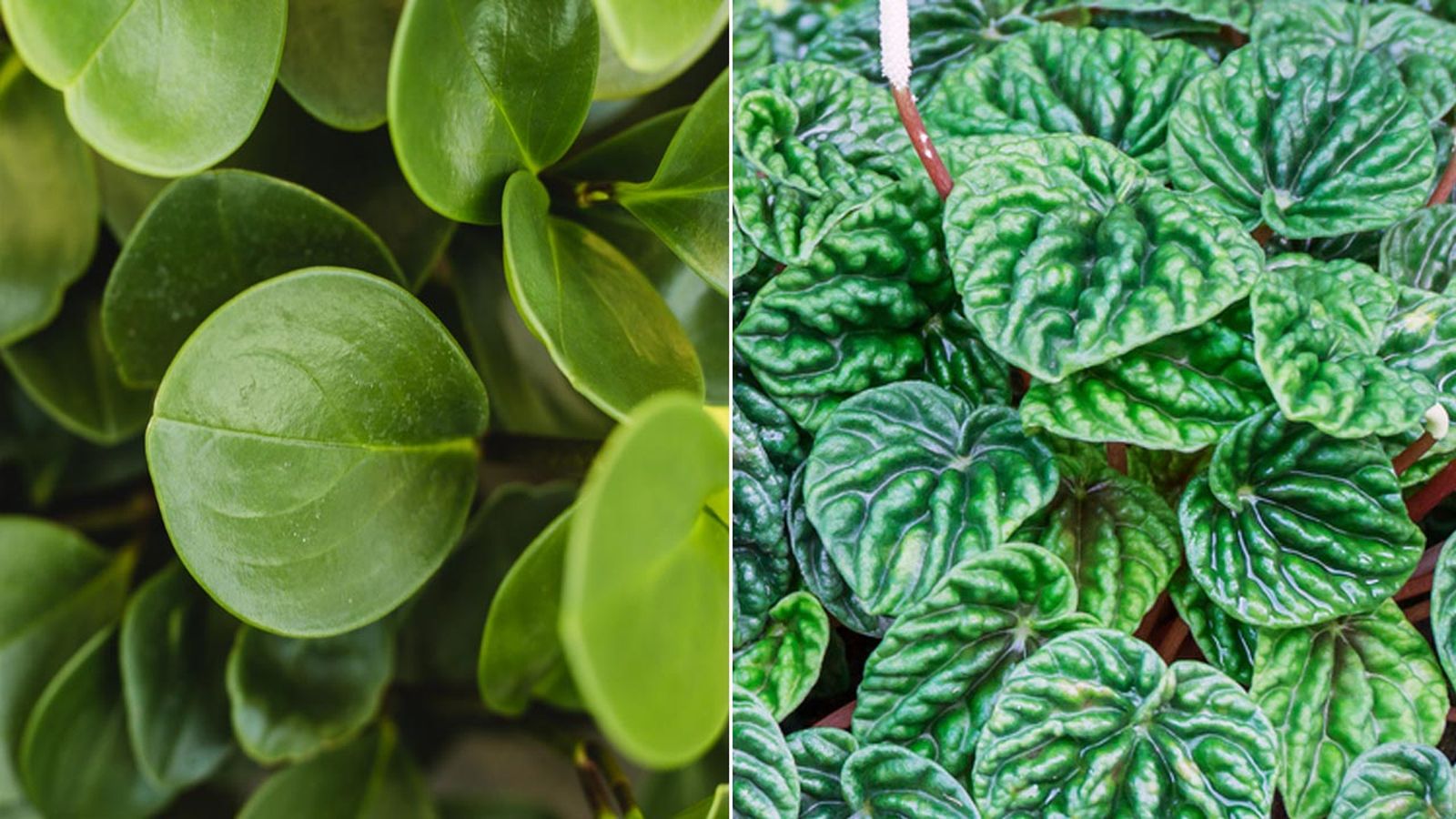 Peperomia obtusifolia peperomia caperata Peperomia obtusifolia peperomia caperata