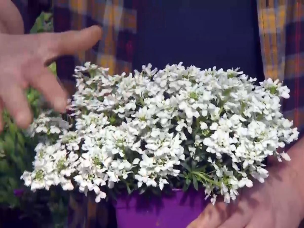 Planta iberis de flores blancas. 