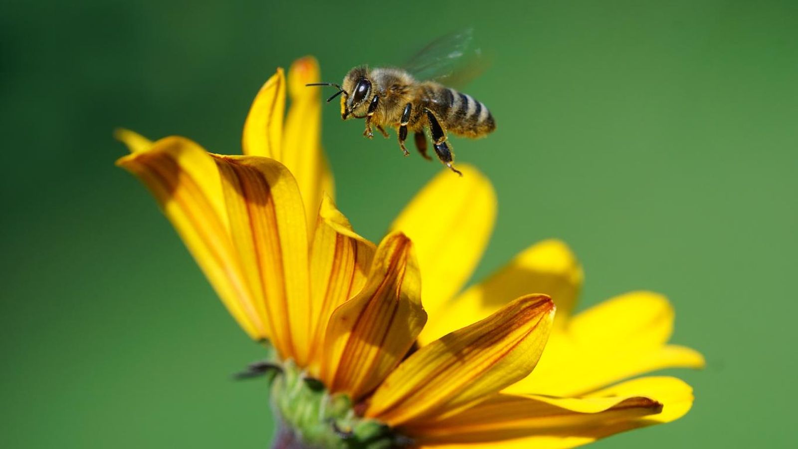 Abeja melífera en una flor.