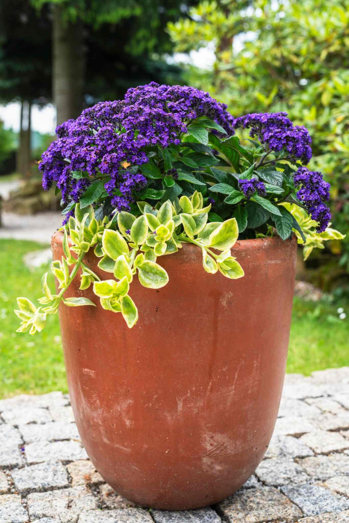 Heliotropo en maceta.