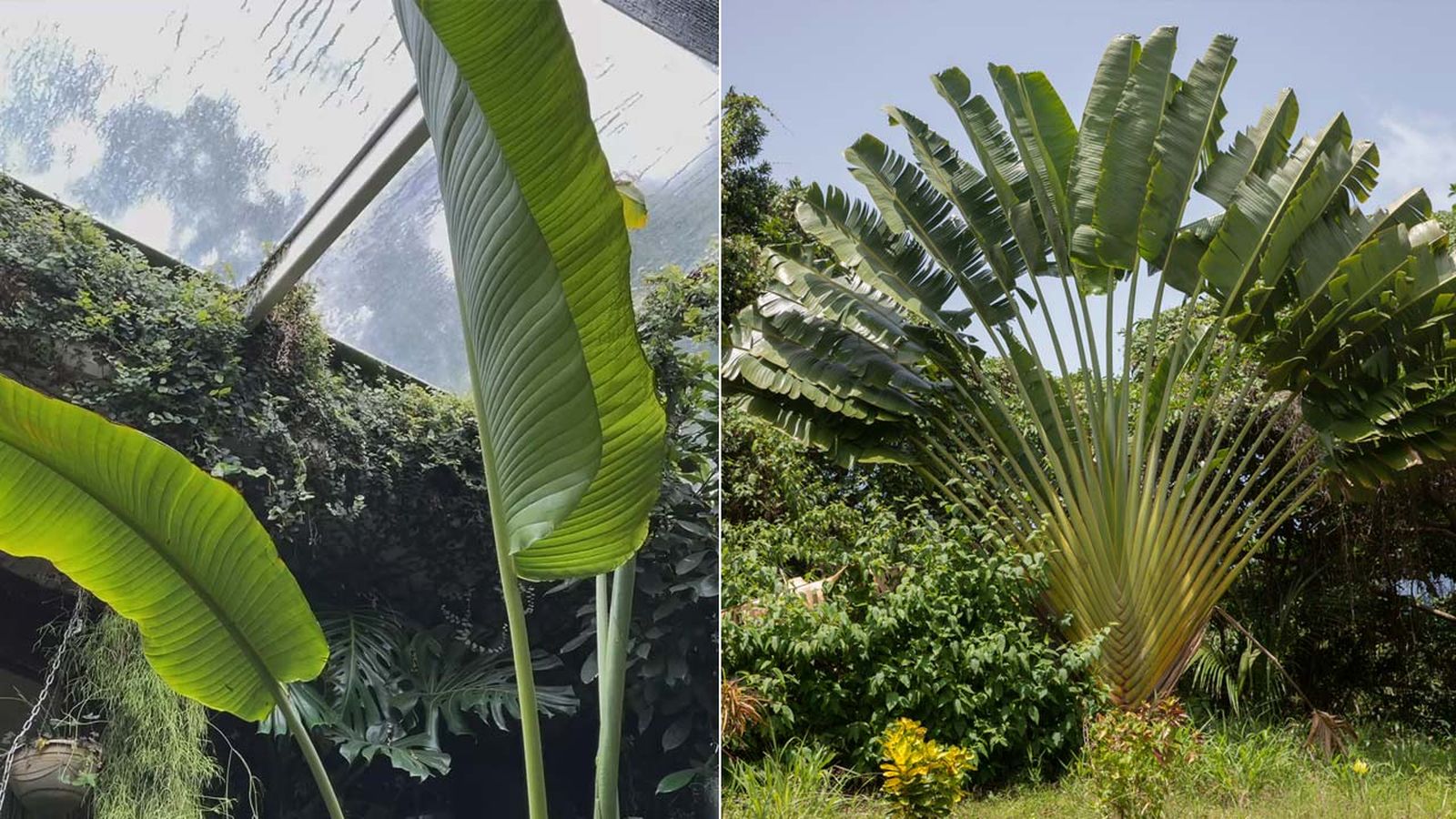 hojas Ravenala madagascariensis hojas Ravenala madagascariensis