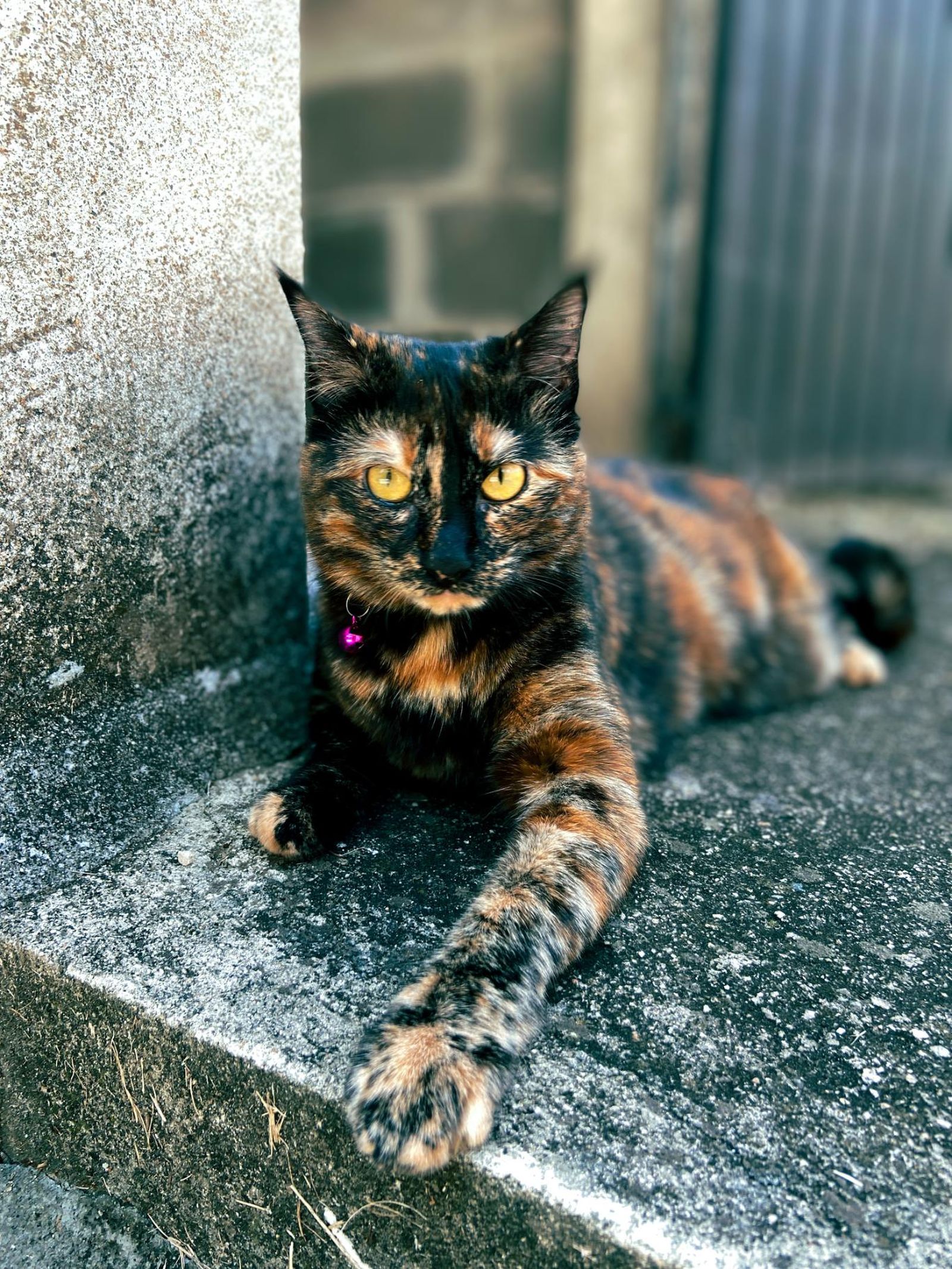 Gata carey.