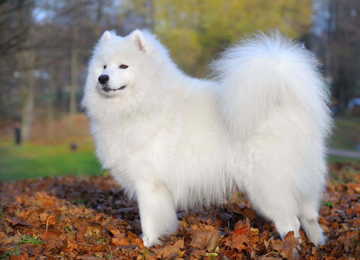 samoyedo morro menos chato