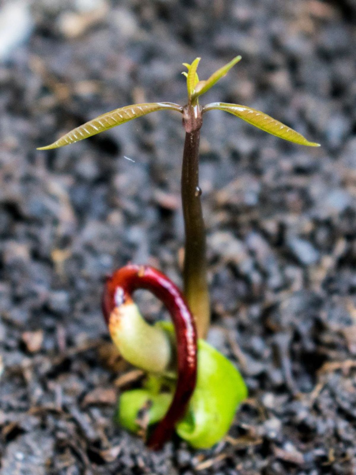 semilla de mango germinada