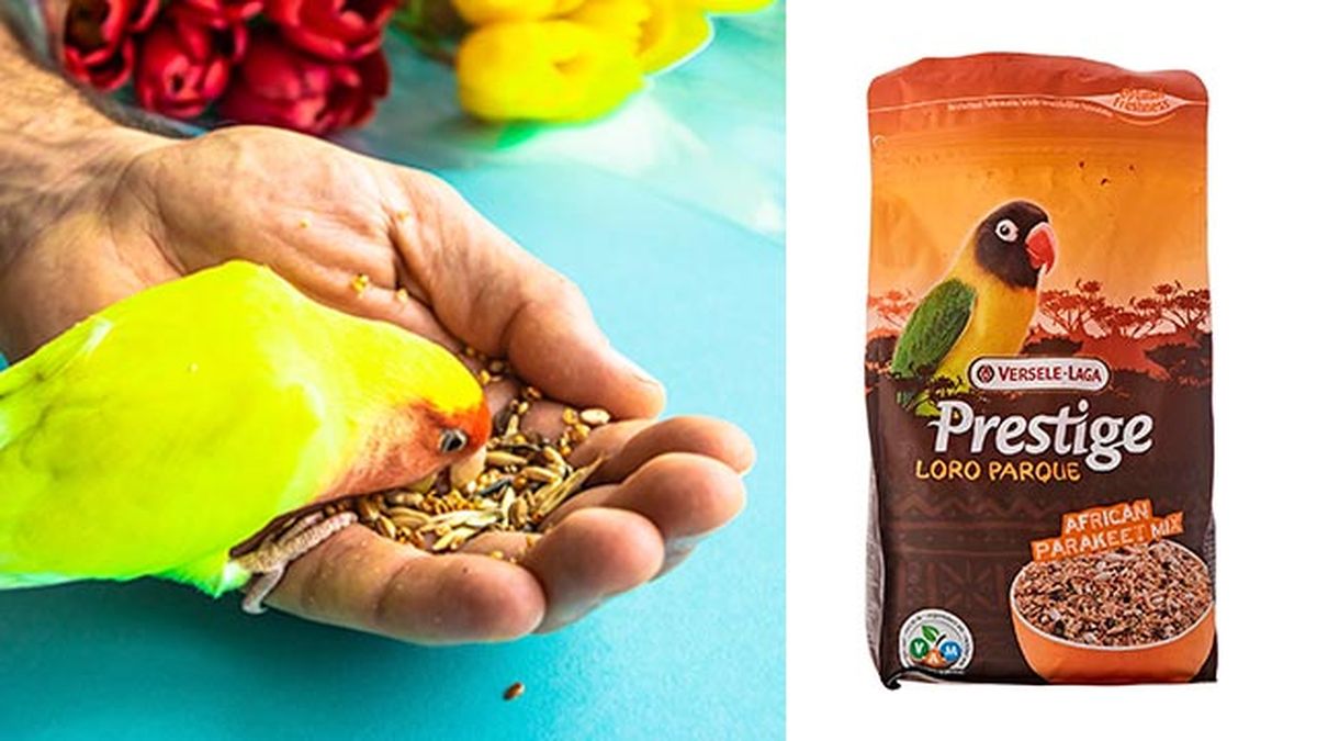 agapornis 1 comida pienso