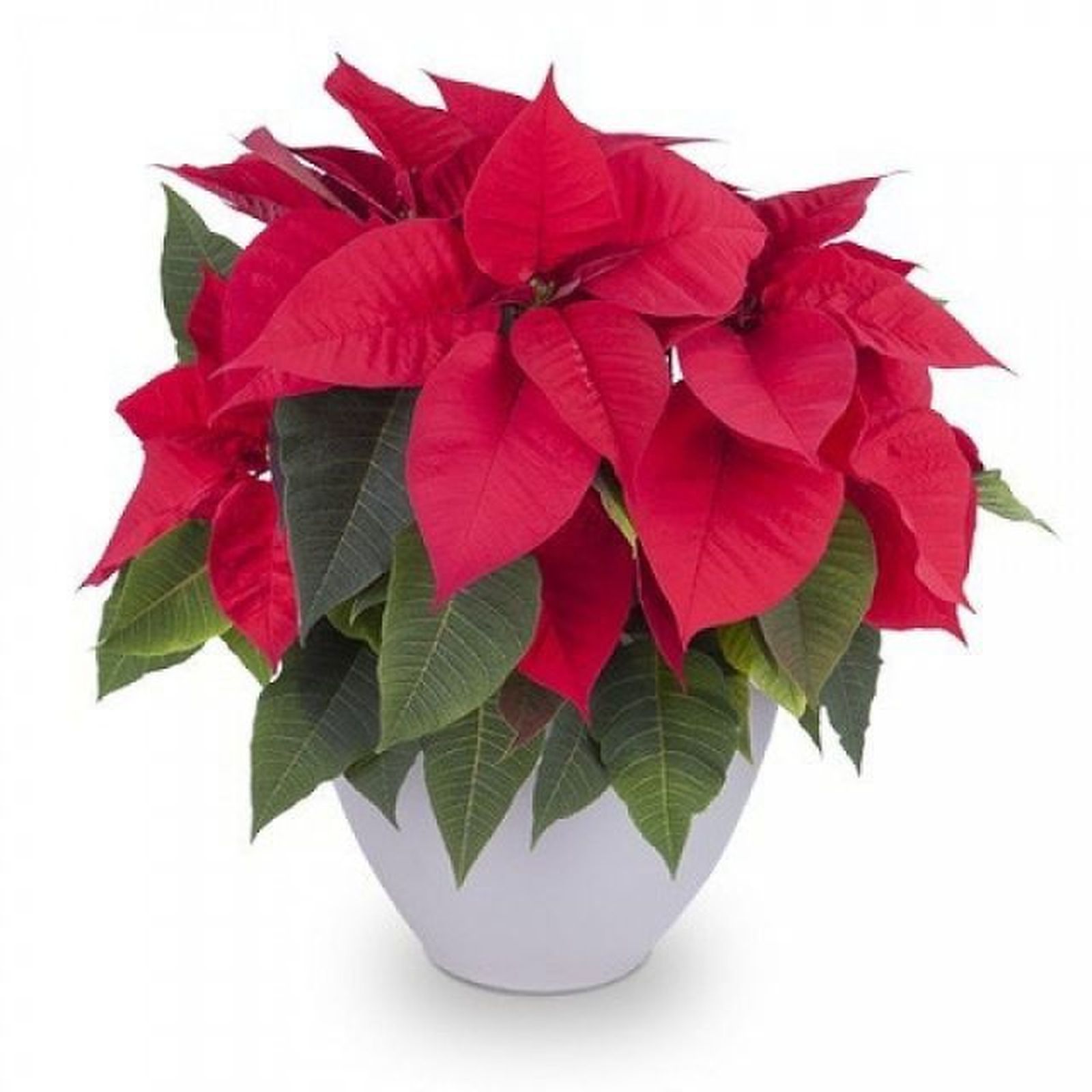 comprar flor de pascua flora queen