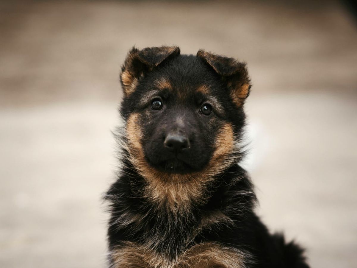 Cachorro mira a la cámara